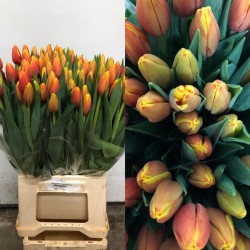 TULIPAN NACIONAL ROJO/AMARILLO