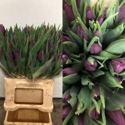 TULIPAN NACIONAL MORADO