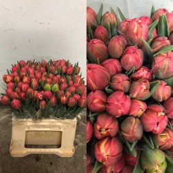 TULIPAN NACIONAL FUCSIA DOBLE