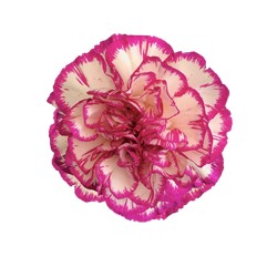 CLAVEL COLOMBIANO FANCY BICOLOR