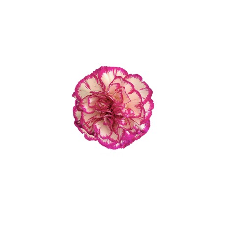 CLAVEL COLOMBIANO FANCY BICOLOR