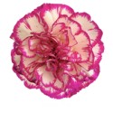 CLAVEL COLOMBIANO FANCY BICOLOR