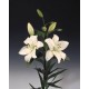 SANTOS-LILIUM L.A. BLANCO EX [4/5 FL]