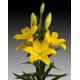 SANTOS-LILIUM L.A. AMARILLO EX [4/5 FL]