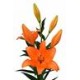 SANTOS-LILIUM L.A. NARANJA EX [4/5 FL]