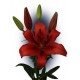 SANTOS-LILIUM L.A. ROJO EX [3/4 FL]