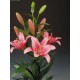 SANTOS-LILIUM L.A. ROSA EX [4/5 FL]