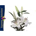 SANTOS-LILIUM ORIENTAL BLANCO [3/5 FL]