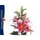 SANTOS-LILIUM ORIENTAL ROSA [3/5 FL] NAC