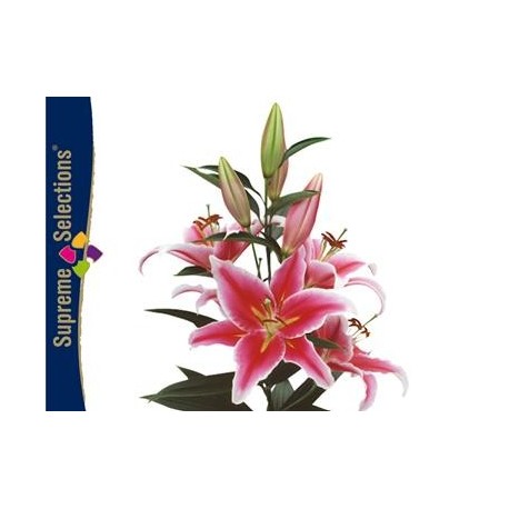 SANTOS-LILIUM ORIENTAL ROSA [3/5 FL] NAC