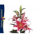 SANTOS-LILIUM ORIENTAL ROSA [3/5 FL] NAC