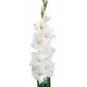 SANTOS-GLADIOLO BLANCO EX