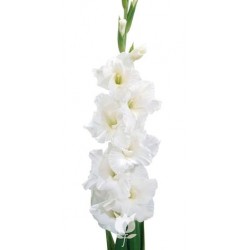 SANTOS-GLADIOLO BLANCO EX