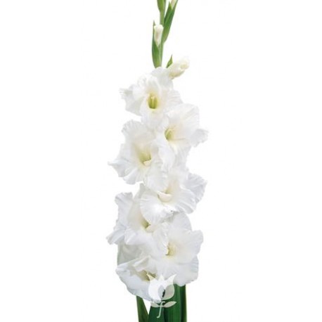 SANTOS-GLADIOLO BLANCO EX