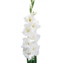 SANTOS-GLADIOLO BLANCO EX