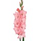 SANTOS-GLADIOLO ROSA EX 
