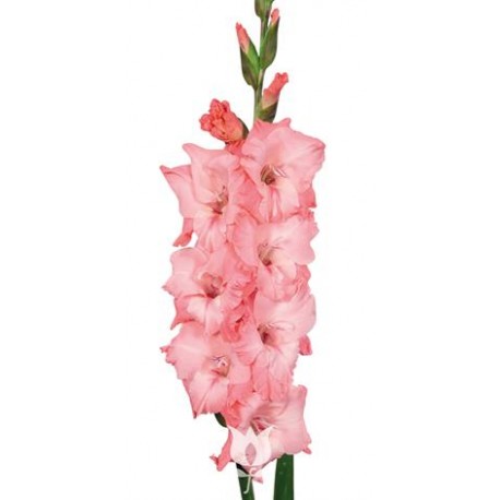 SANTOS-GLADIOLO ROSA EX 