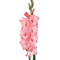 SANTOS-GLADIOLO ROSA EX 