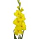 SANTOS-GLADIOLO AMARILLO EX 