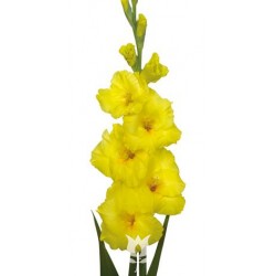 SANTOS-GLADIOLO AMARILLO EX 