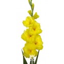 SANTOS-GLADIOLO AMARILLO EX 