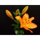 SANTOS-LILIUM L.A. NARANJA EX [4/5 FL]