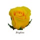 ROSA ECU BRIGHTON AMARILLA 40 CM X25