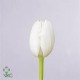 SANTOS-TULIPAN HOL BLANCO