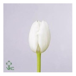 SANTOS-TULIPAN HOL BLANCO