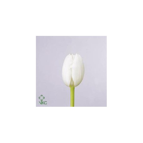 SANTOS-TULIPAN HOL BLANCO