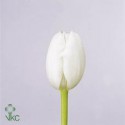 SANTOS-TULIPAN HOL BLANCO