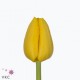 SANTOS-TULIPAN HOL AMARILLO