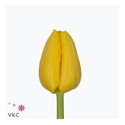 SANTOS-TULIPAN HOL AMARILLO