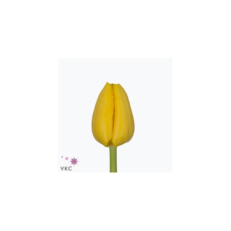SANTOS-TULIPAN HOL AMARILLO