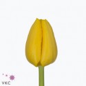 SANTOS-TULIPAN HOL AMARILLO