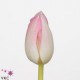 SANTOS-TULIPAN HOL ROSA