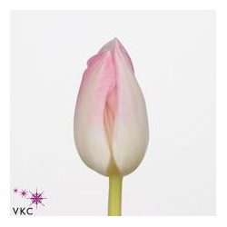 SANTOS-TULIPAN HOL ROSA