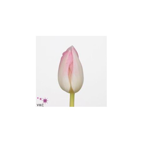 SANTOS-TULIPAN HOL ROSA