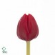 SANTOS-TULIPAN HOL ROJO