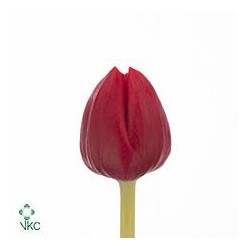 SANTOS-TULIPAN HOL ROJO
