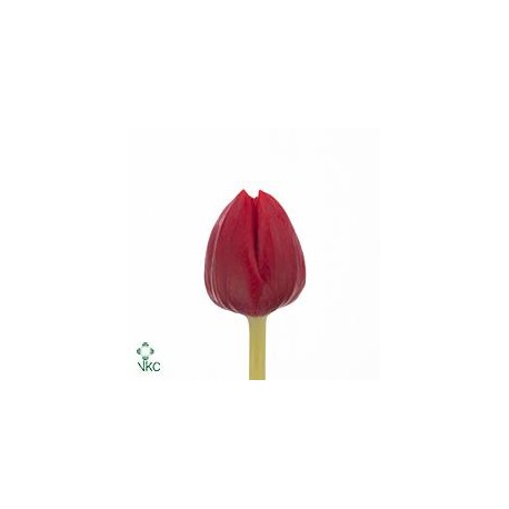 SANTOS-TULIPAN HOL ROJO
