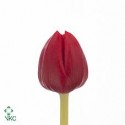 SANTOS-TULIPAN HOL ROJO
