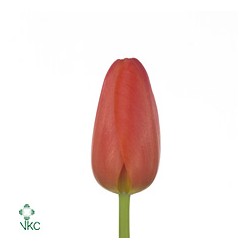SANTOS-TULIPAN HOL NARANJA