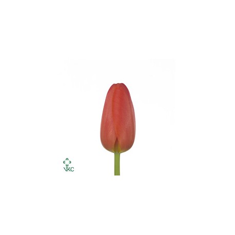 SANTOS-TULIPAN HOL NARANJA