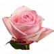 SANTOS-ROSA ECU ROSA 40 CM X25