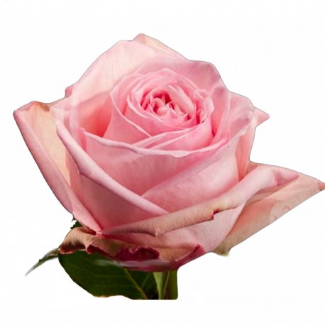 SANTOS-ROSA ECU ROSA 40 CM X25