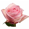 SANTOS-ROSA ECU ROSA 40 CM X25