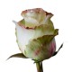 SANTOS-ROSA ECU BICOLOR AUBADE 40 CM X25