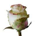 SANTOS-ROSA ECU BICOLOR AUBADE 40 CM X25