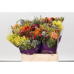 SANTOS-EXOTEN SAFARI BOUQUET 